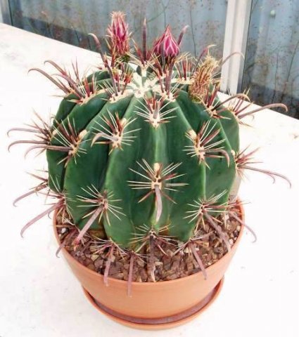 ferocactus_townsendianus